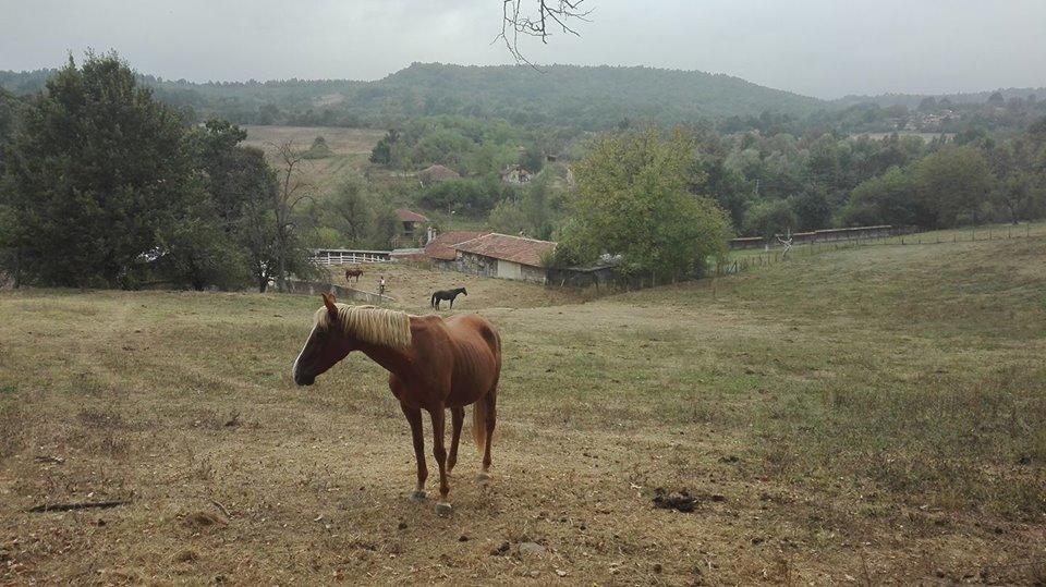 Готель Ecopark Елена Екстер'єр фото
